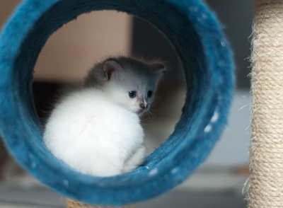 Ragdoll kitten