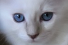 BigFlopRagdolls - Ragdoll Cattery, Aylmer, Quebec Canada. Ragdoll kittens for sale.